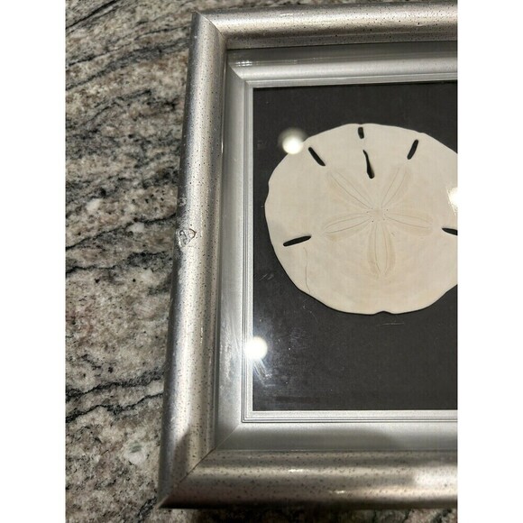 Framed Natural Starfish & Sand Dollar Set 15” X 9” Nautical Beach House Decor - Picture 6 of 6